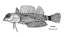 To FishBase images (<i>Enneapterygius trisignatus</i>, New Caledonia, by Fricke, R.)