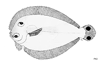 To FishBase images (<i>Engyprosopon xystrias</i>, by FAO)