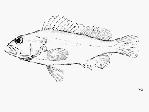 To FishBase images (<i>Epinephelus chlorocephalus</i>, by FAO)