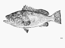 To FishBase images (<i>Epinephelus darwinensis</i>, by FAO)