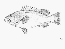 To FishBase images (<i>Epinephelus ergastularius</i>, by FAO)