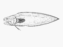 Image of Epetriodus freddyi (Needletooth cusk)