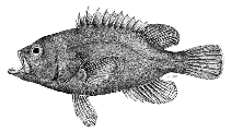 To FishBase images (<i>Epinephelus haifensis</i>, Italy, by Azzurro, E.)