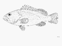 To FishBase images (<i>Epinephelus perplexus</i>, by FAO)