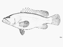 To FishBase images (<i>Epinephelus suborbitalis</i>, by FAO)