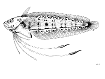 To FishBase images (<i>Eretmophorus kleinenbergi</i>, by FAO)
