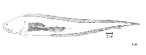 To FishBase images (<i>Eretmichthys pinnatus</i>, by FAO)
