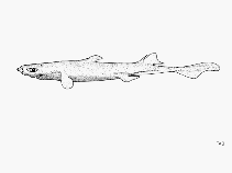Image of Etmopterus decacuspidatus (Combtoothed lanternshark)