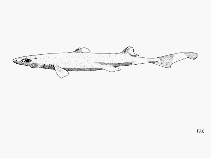 To FishBase images (<i>Etmopterus hillianus</i>, by FAO)
