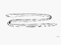 Image of Ethadophis merenda (Snack eel)