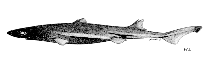 Image of Etmopterus molleri (Mollers lantern shark)
