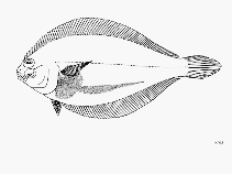 To FishBase images (<i>Etropus peruvianus</i>, by FAO)
