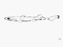 To FishBase images (<i>Etmopterus sentosus</i>, by FAO)