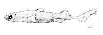 Image of Etmopterus splendidus (Splendid lanternshark)