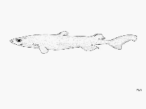 To FishBase images (<i>Etmopterus unicolor</i>, by FAO)
