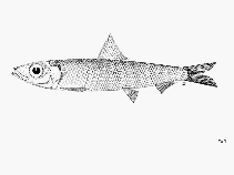 To FishBase images (<i>Etrumeus whiteheadi</i>, by FAO)