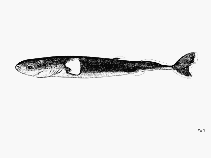 Image of Euprotomicrus bispinatus (Pygmy shark)