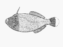 To FishBase images (<i>Eubalichthys bucephalus</i>, by CSIRO)