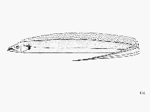 To FishBase images (<i>Eupleurogrammus glossodon</i>, by FAO)