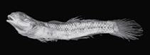 To FishBase images (<i>Eugnathogobius indicus</i>, Mozambique, by Larson, H.K.)