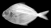 To FishBase images (<i>Leiognathus kupanensis</i>, Indonesia, by Peristiwady, T.)