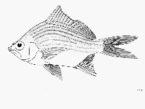 To FishBase images (<i>Eugerres lineatus</i>, by FAO)