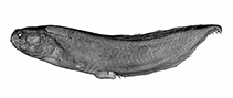 To FishBase images (<i>Eusurculus pistillum</i>, Australia, by W. Schwarzhans & P. R. Møller)