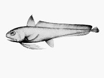 To FishBase images (<i>Euclichthys polynemus</i>, by CSIRO)