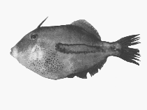 To FishBase images (<i>Eubalichthys quadrispinus</i>, by CSIRO)