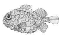 Image of Eumicrotremus terraenovae 