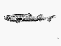 Image of Euprotomicroides zantedeschia (Taillight shark)