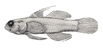 To FishBase images (<i>Eviota inutilis</i>, Australia, by Schroeder, J.R.)