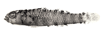 To FishBase images (<i>Eviota minuta</i>, Philippines, by Jewett, S.L.)