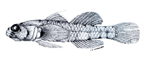 To FishBase images (<i>Eviota pseudostigma</i>, Seychelles, by Schroeder, J.R.)