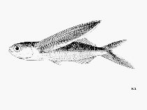 To FishBase images (<i>Exocoetus obtusirostris</i>, by FAO)
