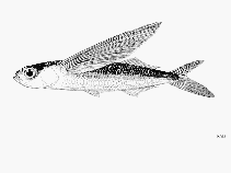 To FishBase images (<i>Exocoetus volitans</i>, Sri Lanka, by FAO)