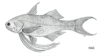 To FishBase images (<i>Filimanus hexanema</i>, by FAO)