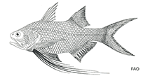 To FishBase images (<i>Filimanus perplexa</i>, by FAO)