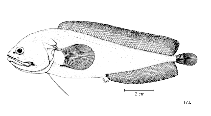 To FishBase images (<i>Fiordichthys slartibartfasti</i>, by FAO)