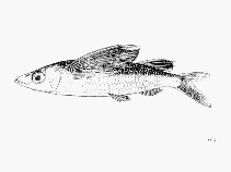 To FishBase images (<i>Fodiator acutus acutus</i>, by FAO)