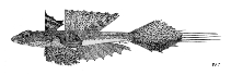To FishBase images (<i>Synchiropus calauropomus</i>, by FAO)