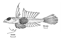 To FishBase images (<i>Synchiropus paxtoni</i>, Australia, by Fricke, R.)