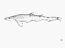 To FishBase images (<i>Galeus arae</i>, by FAO)