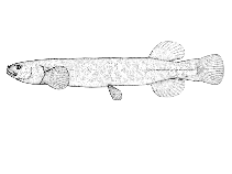 Image of Neochanna cleaveri (Tasmanian mudfish)