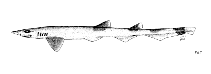To FishBase images (<i>Galeus gracilis</i>, by FAO)