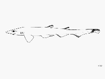 Image of Galeus sauteri (Blacktip sawtail catshark)