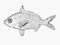 To FishBase images (<i>Xystaema baconensis</i>, Philippines, by Bull. U.S. Bur. Fish.)