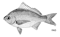 To FishBase images (<i>Gerres decacanthus</i>, by FAO)