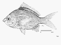 To FishBase images (<i>Gerres rappi</i>, by FAO)