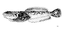 To FishBase images (<i>Genyagnus monopterygius</i>, by FAO)